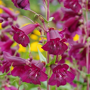 Penstemon 'Pensham Plum Jerkum'