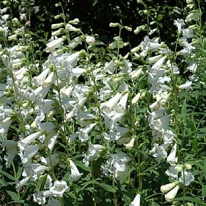 Penstemon 'Snowstorm'