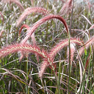 Pennisetum setaceum 'Summer Samba'