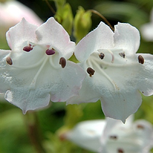 Penstemon 'White Bedder'