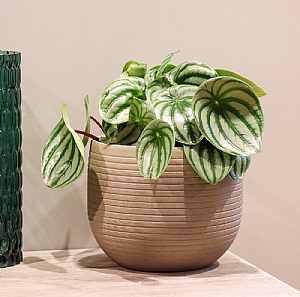 Peperomia Watermelon