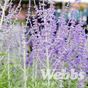 Perovskia atriplicifolia 'Lacey Blue'