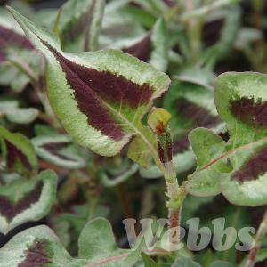 Persicaria runcinata 'Purple Fantasy'