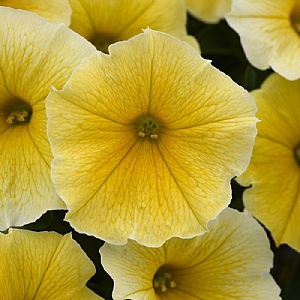 Petunia 'Bees Knees'