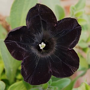 Petunia 'Black Velvet'