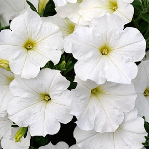 Petunia Bonnie 'White'