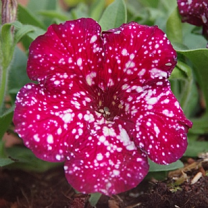 Petunia 'Cherry Sky'