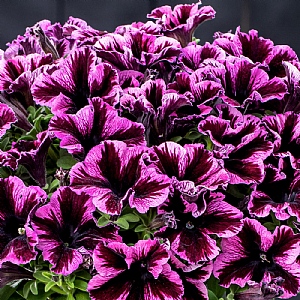Petunia 'Cosmic Pink'
