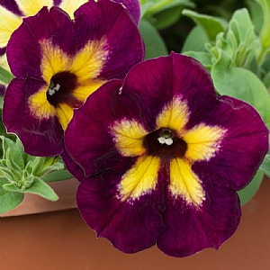 Petunia Fun House 'Glowing Garnet'