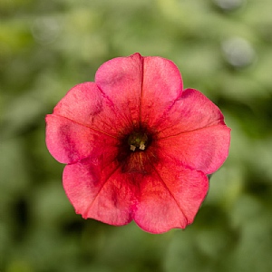 Petunia Fun House 'Mango Punch'
