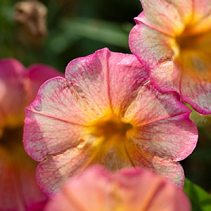 Petunia Fun House 'Papaya'