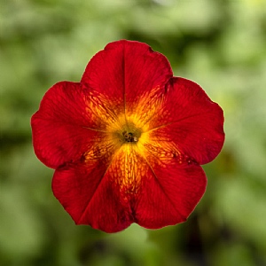 Petunia Fun House 'Ruby Glow'