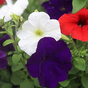 Petunia Frenzy 'Patriotic Mix'
