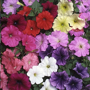 Petunia 'Frenzy Mix'