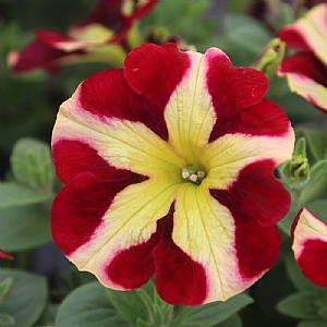 Petunia 'Heartbreaker'