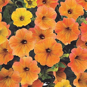 Petunia 'Indian Summer'