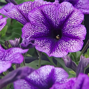 Petunia Tea 'Indigo Vein'