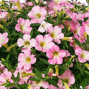 Petunia Itsy 'Light Pink'