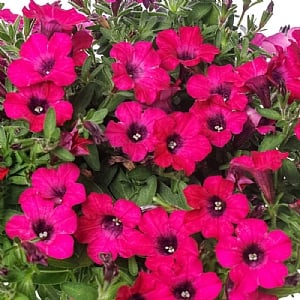 Petunia Itsy 'Magenta'