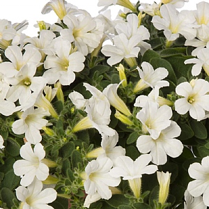 Petunia Itsy 'White'
