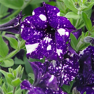Petunia 'Midnight Sky'