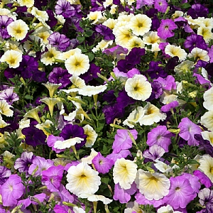 Petunia 'Moonshine Mix' 6 pack