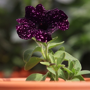 Petunia 'Mystery Sky'