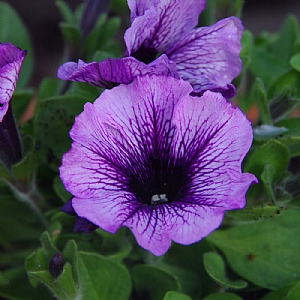 Petunia Tea 'Purple Vein'