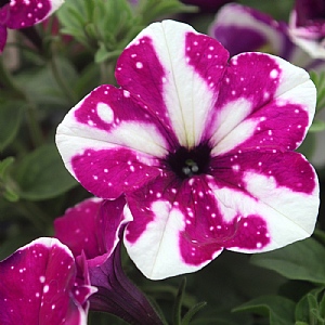 Petunia 'Purple White Sky'