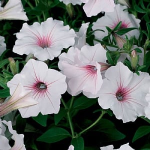 Petunia 'Silverberry'