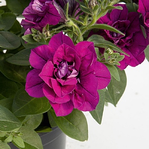 Petunia Sweet Sunshine 'Magenta'