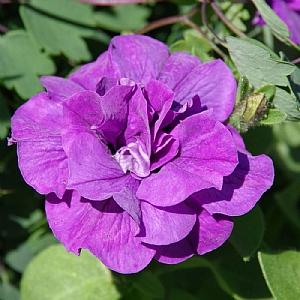Petunia Sweet Sunshine 'Provence'