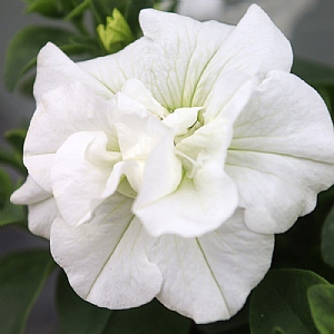 Petunia SweetSunshine 'Pure White'
