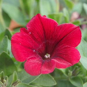Petunia Surfinia 'Deep Red'