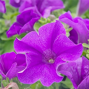 Petunia Surfinia 'Giant Blue'