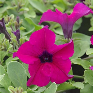 Petunia Surfinia 'Giant Purple'