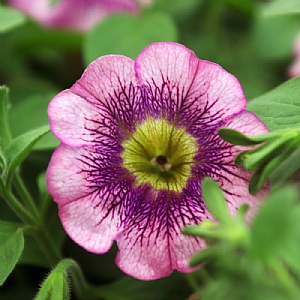 Petunia 'Tea Lilac Sun'
