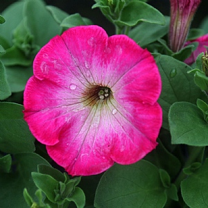 Petunia 'Tea Rose Morn'