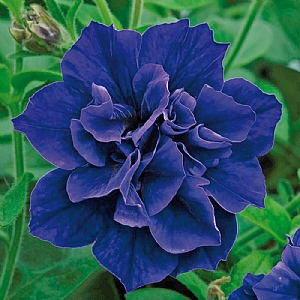 Petunia Tumbelina 'Belinda'