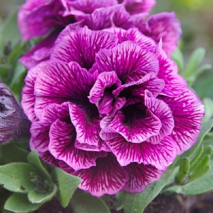 Petunia Tumbelina 'Julianna'