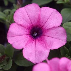 Petunia Famous 'Magic Pink'