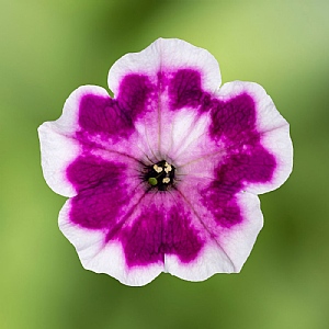 Petunia 'Painted Love Purple'