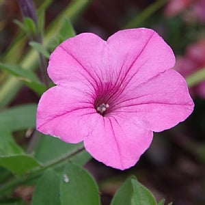 Petunia Vista 'Bubblegum'