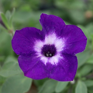 Petunia' Vista Blue Moon'