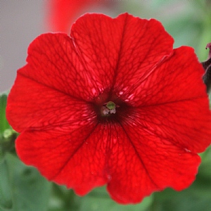 Petunia 'Vista Strawberry'