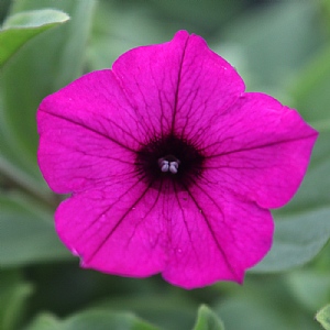 Petunia 'Vista Jazzberry'