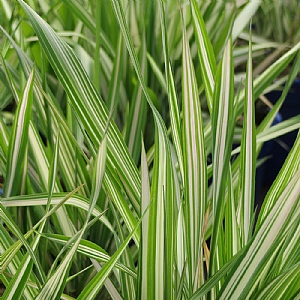 Phalaris arundinacea var. picta 'Feesey'