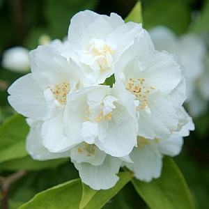 Philadelphus 'Dame Blanche'