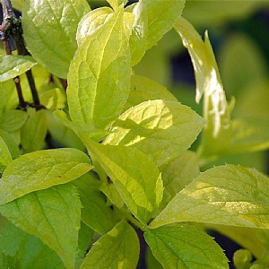 Philadelphus coronarius 'Aureus'