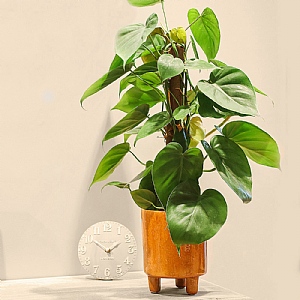 Philodendron Scandens